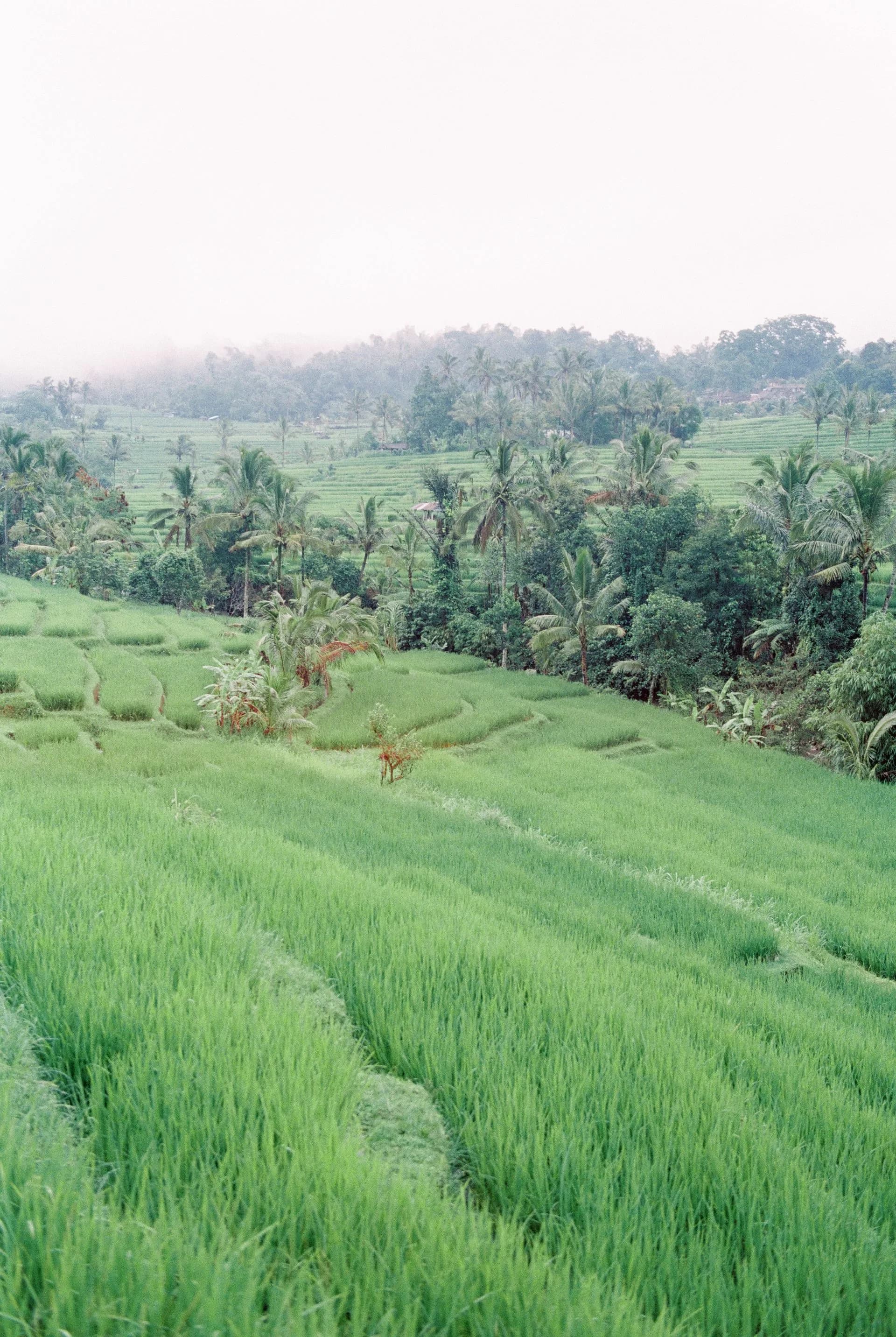 Rizières en terrasse à Bali vues du ciel
